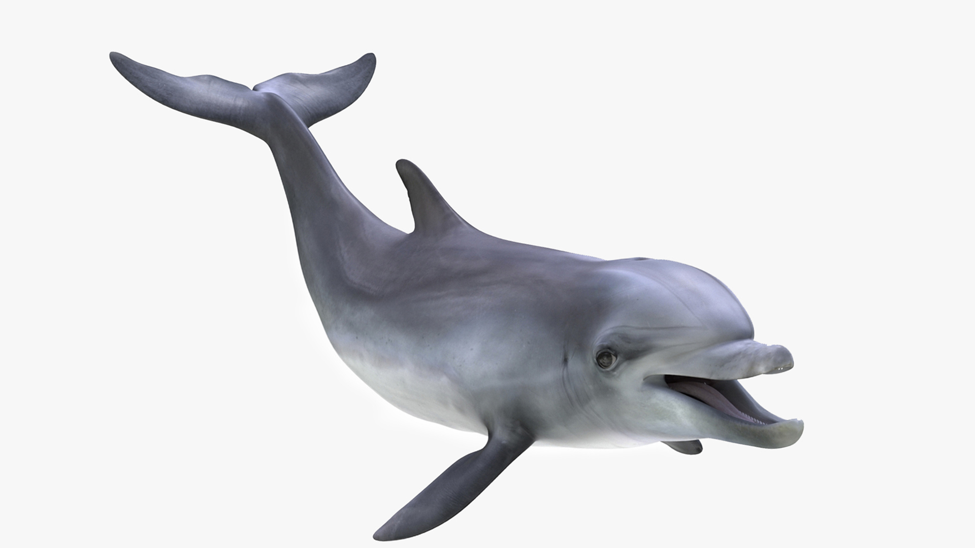 Bottlenose Dolphin Rigged for Cinema 4D 3D model