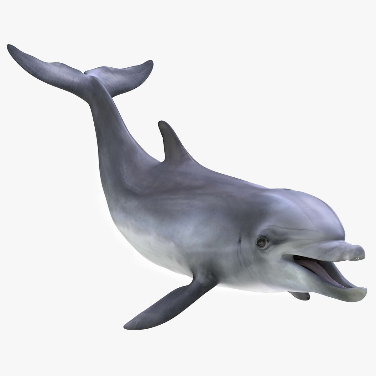 Bottlenose Dolphin Rigged for Cinema 4D 3D model