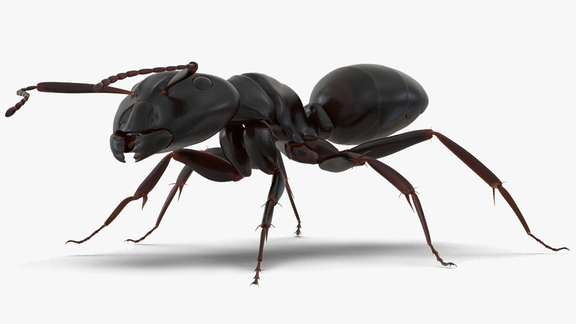 3D model Black Ant Rigged for Maya