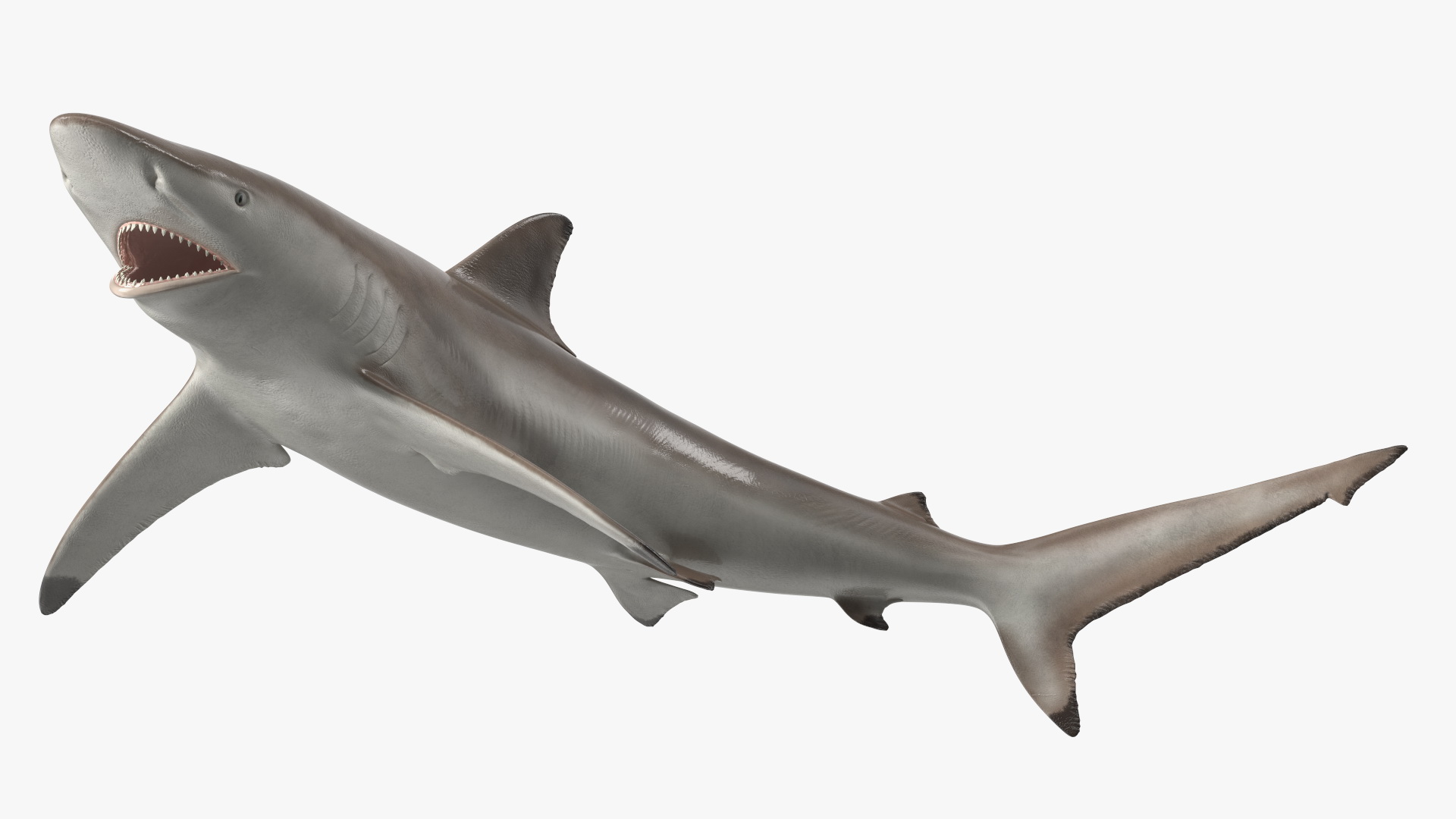 3D model Realistic Spinner Shark Rigged