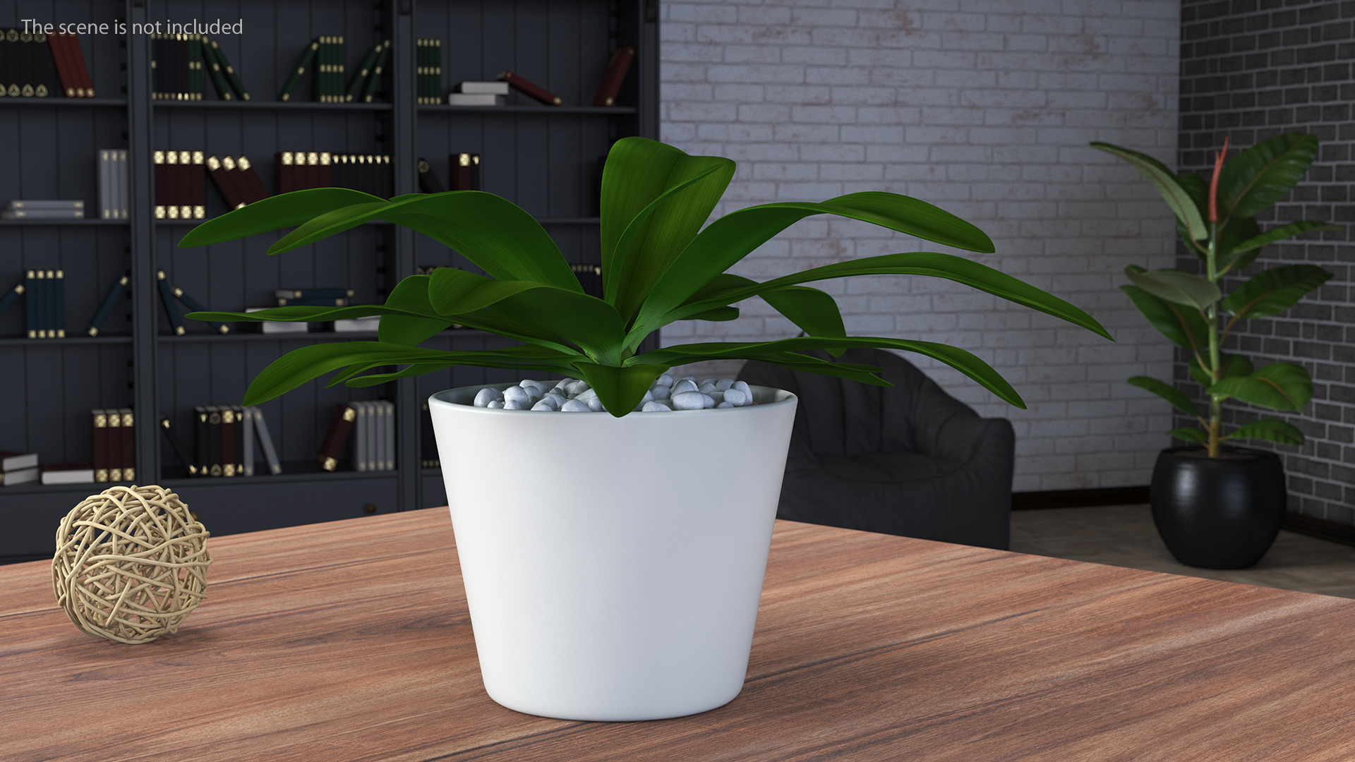 3D model Cordyline Glauca Plant in White Pot