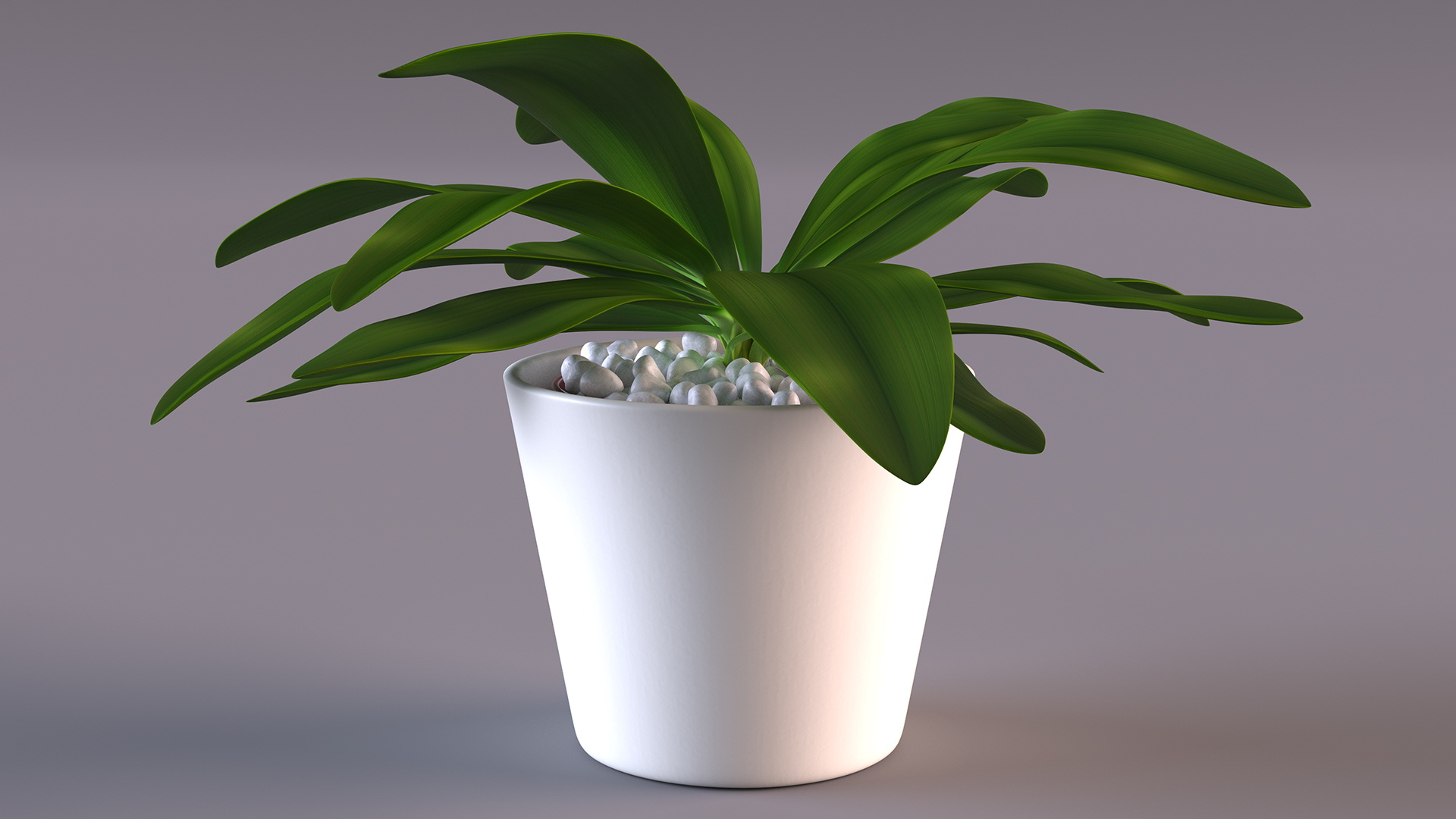 3D model Cordyline Glauca Plant in White Pot