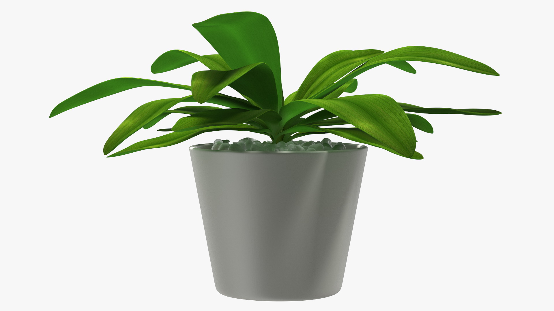 3D model Cordyline Glauca Plant in White Pot