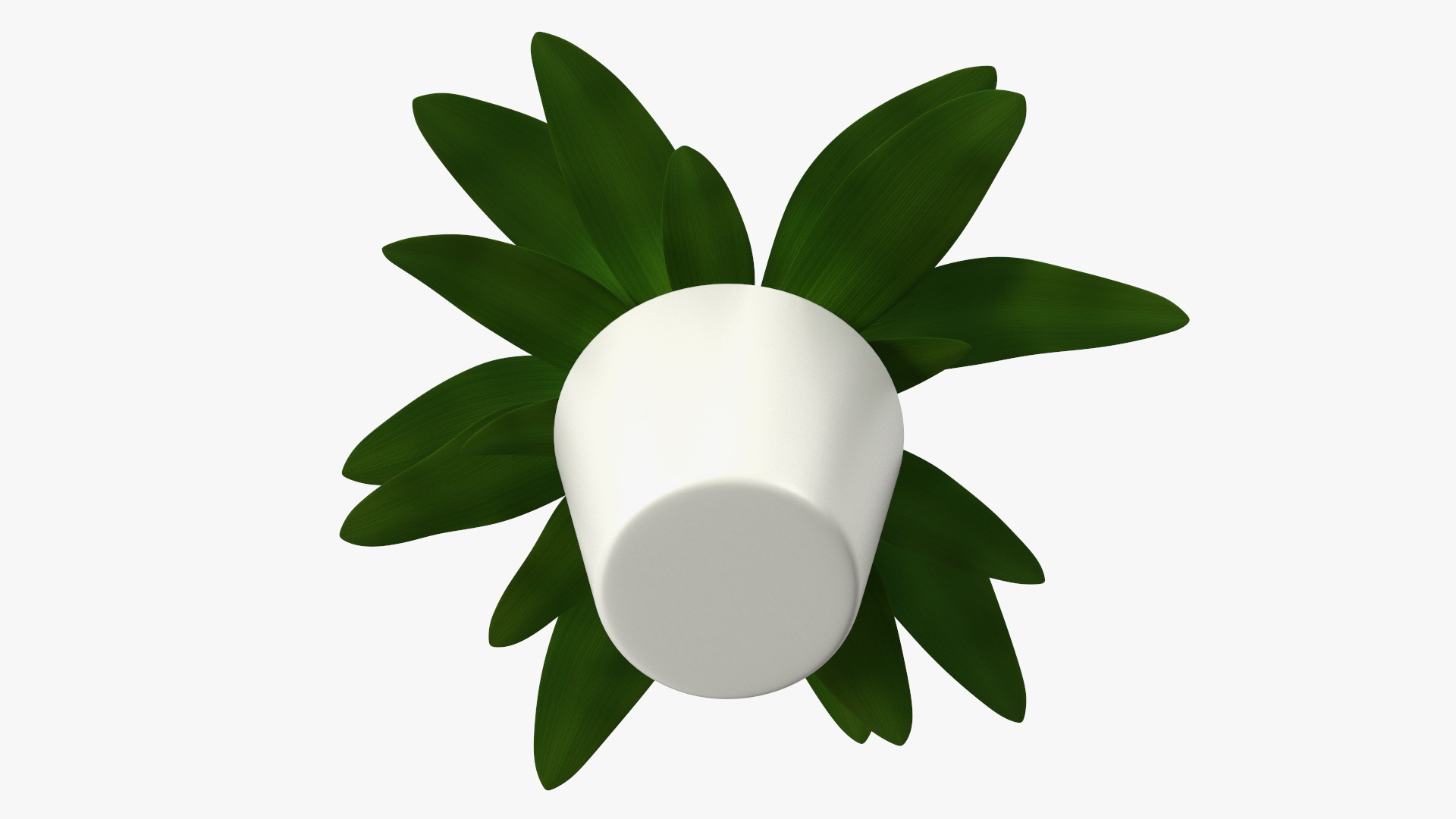 3D model Cordyline Glauca Plant in White Pot