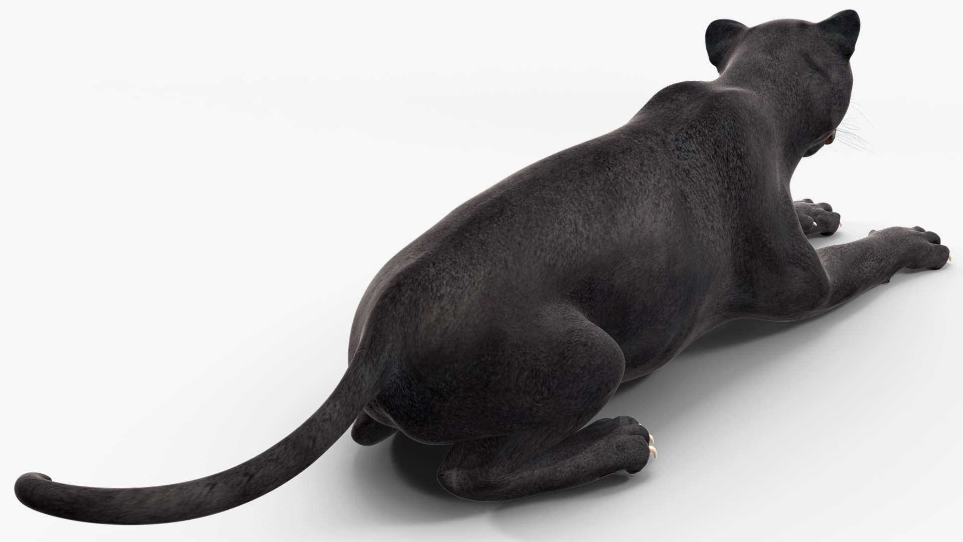 Black Panther Lying Down 3D model