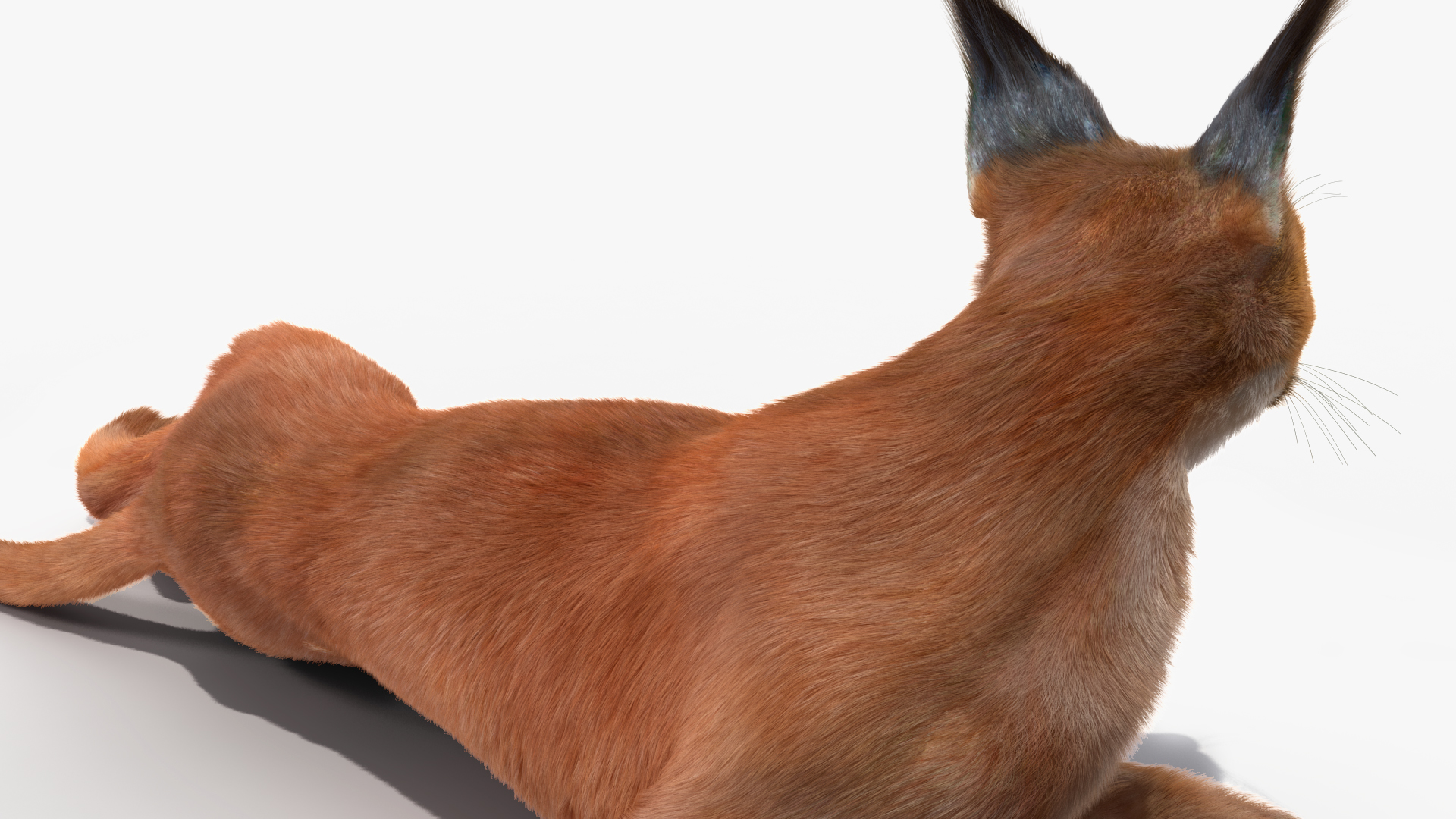 3D Caracal Cat Resting Fur model