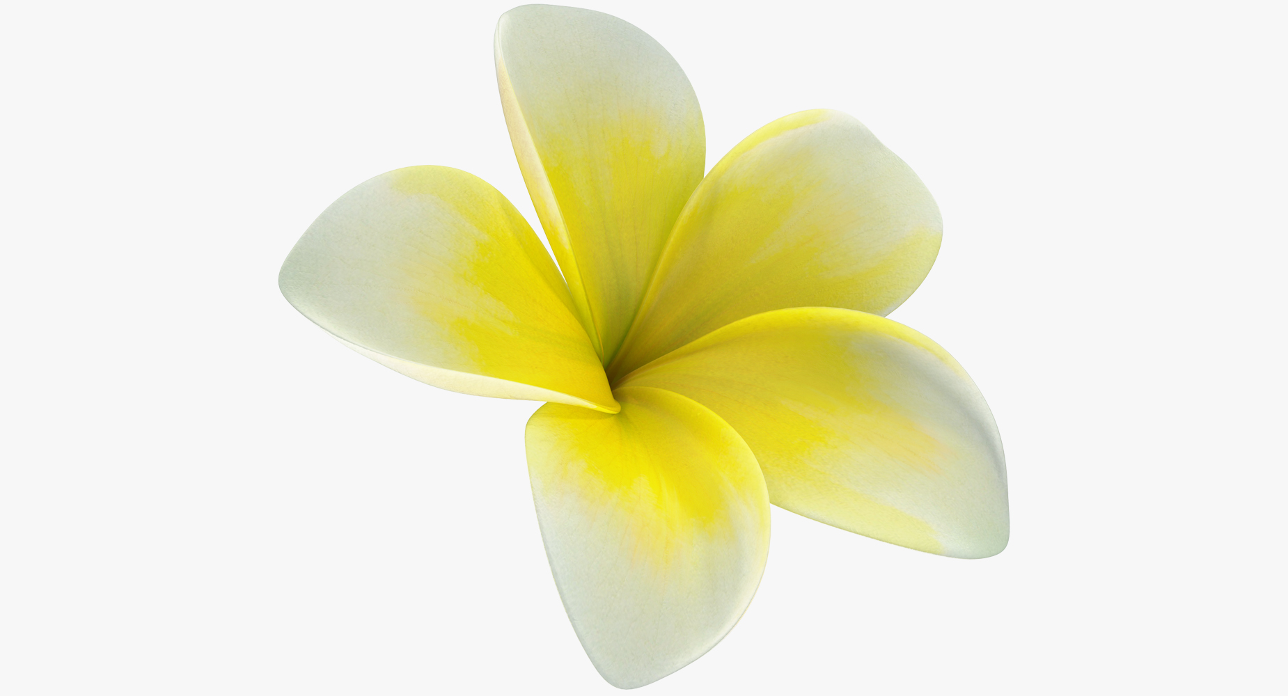 Plumeria Yellow Tropical Flower Hawaiian Lei 3D model