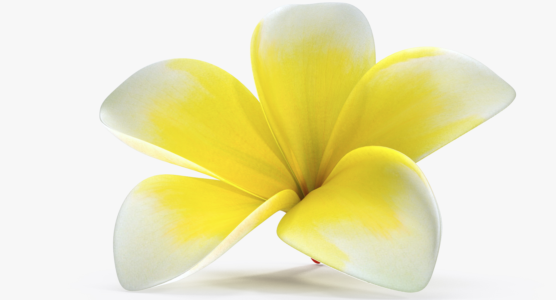 Plumeria Yellow Tropical Flower Hawaiian Lei 3D model