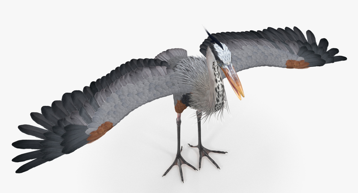 3D Great Blue Heron Rigged model