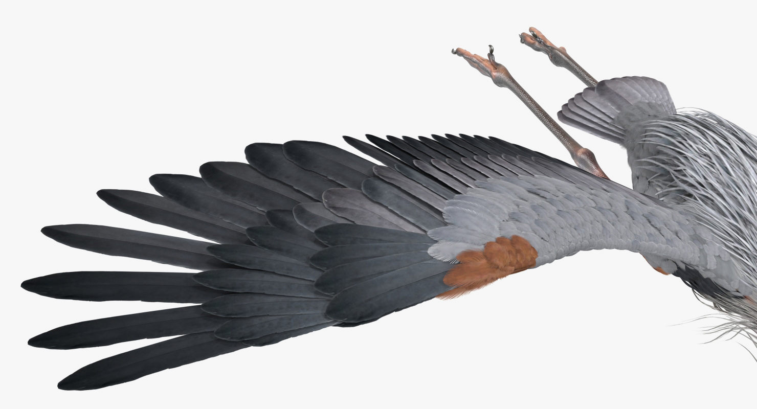 3D Great Blue Heron Rigged model