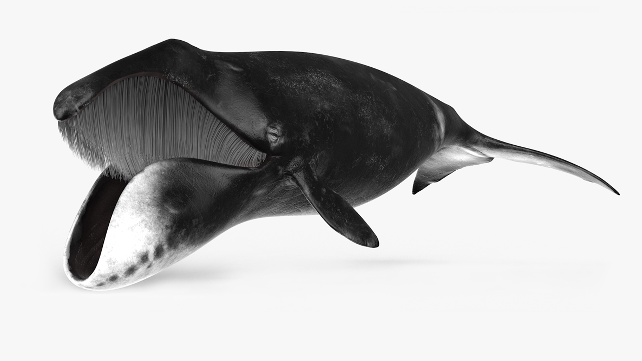 3D model Sea Animal Bowhead Whale Rigged for Cinema 4D