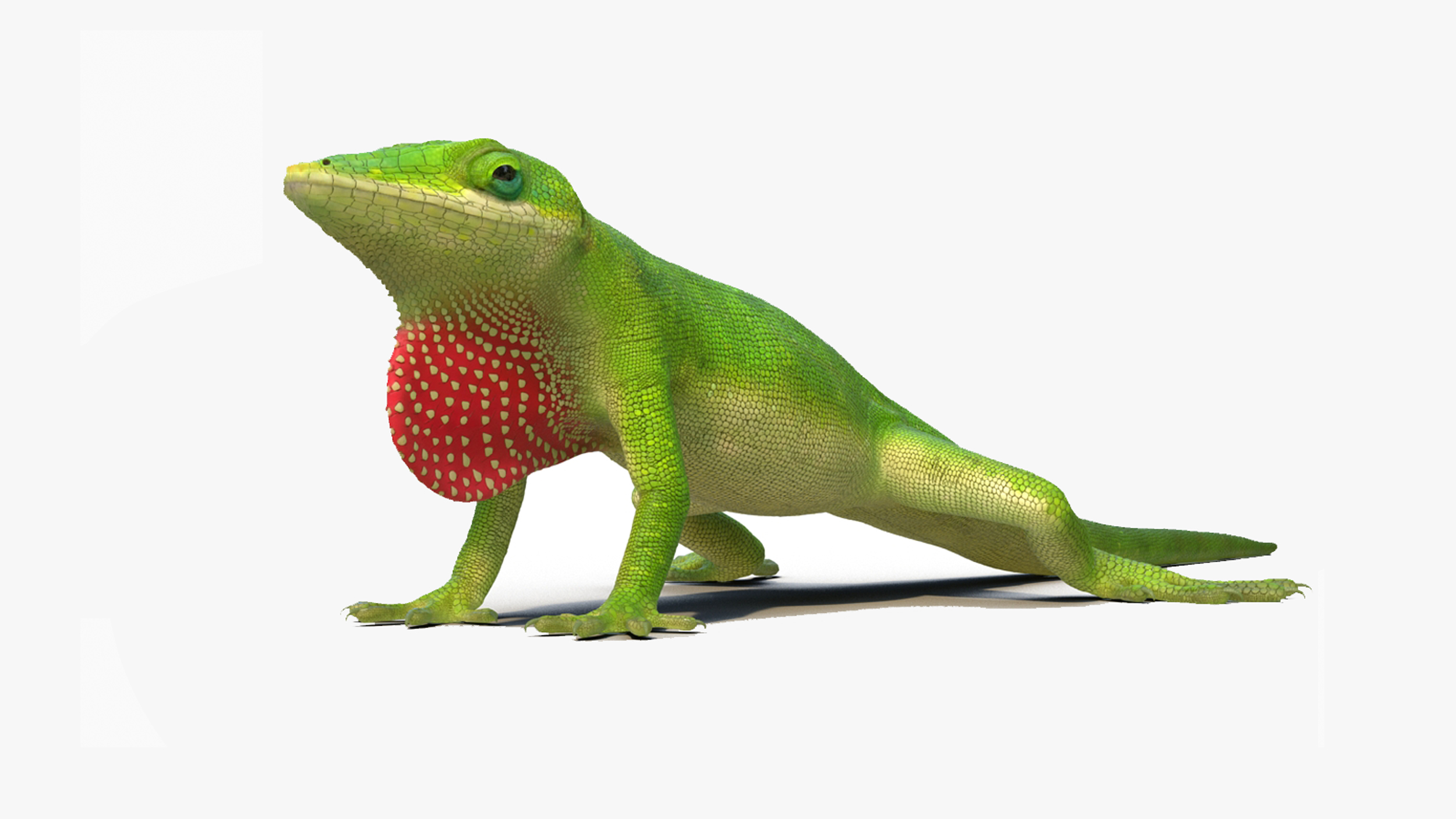 Carolina Anole Lizard Rigged for Cinema 4D 3D