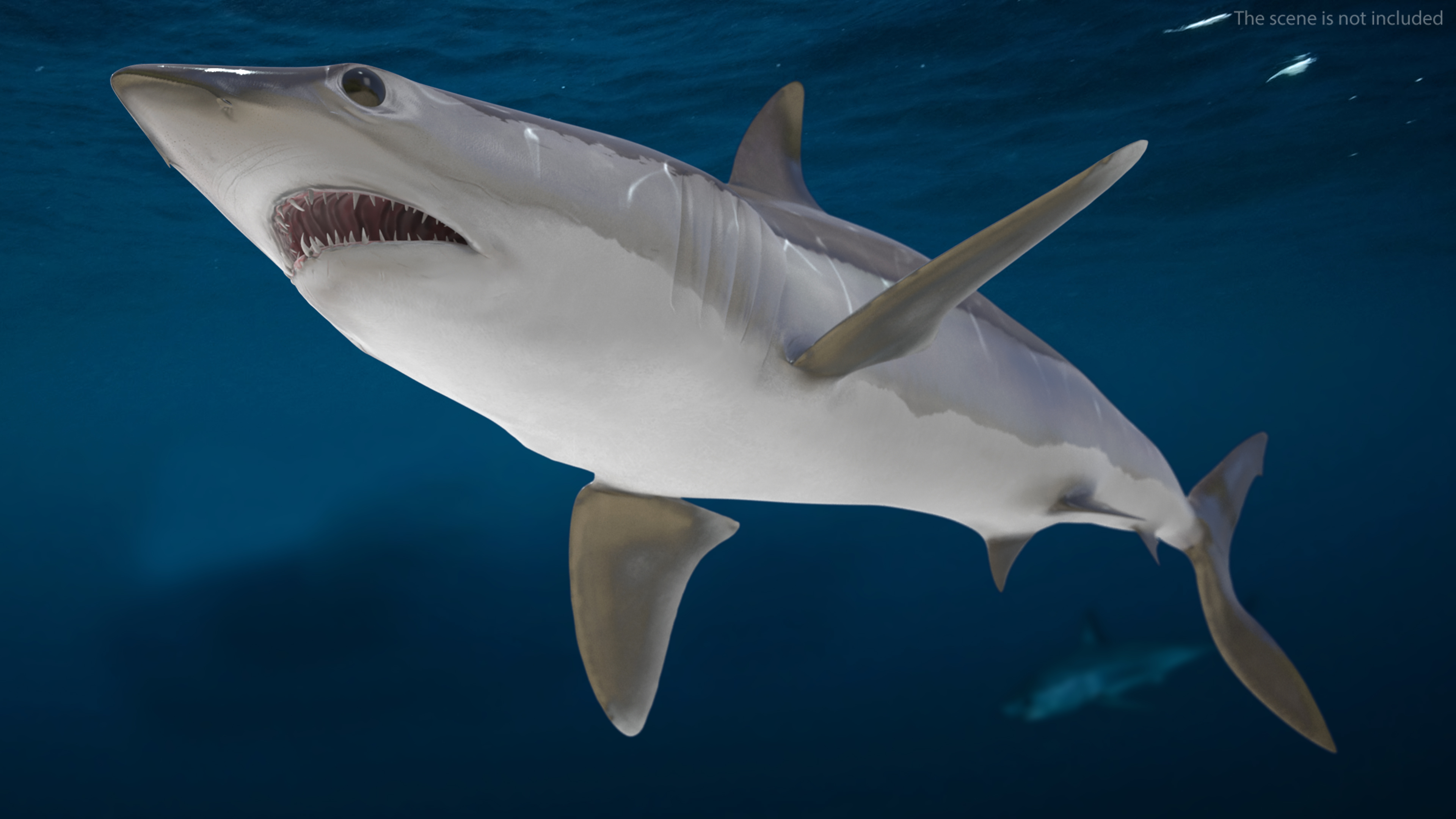 3D Realistic Shortfin Mako Shark Rigged