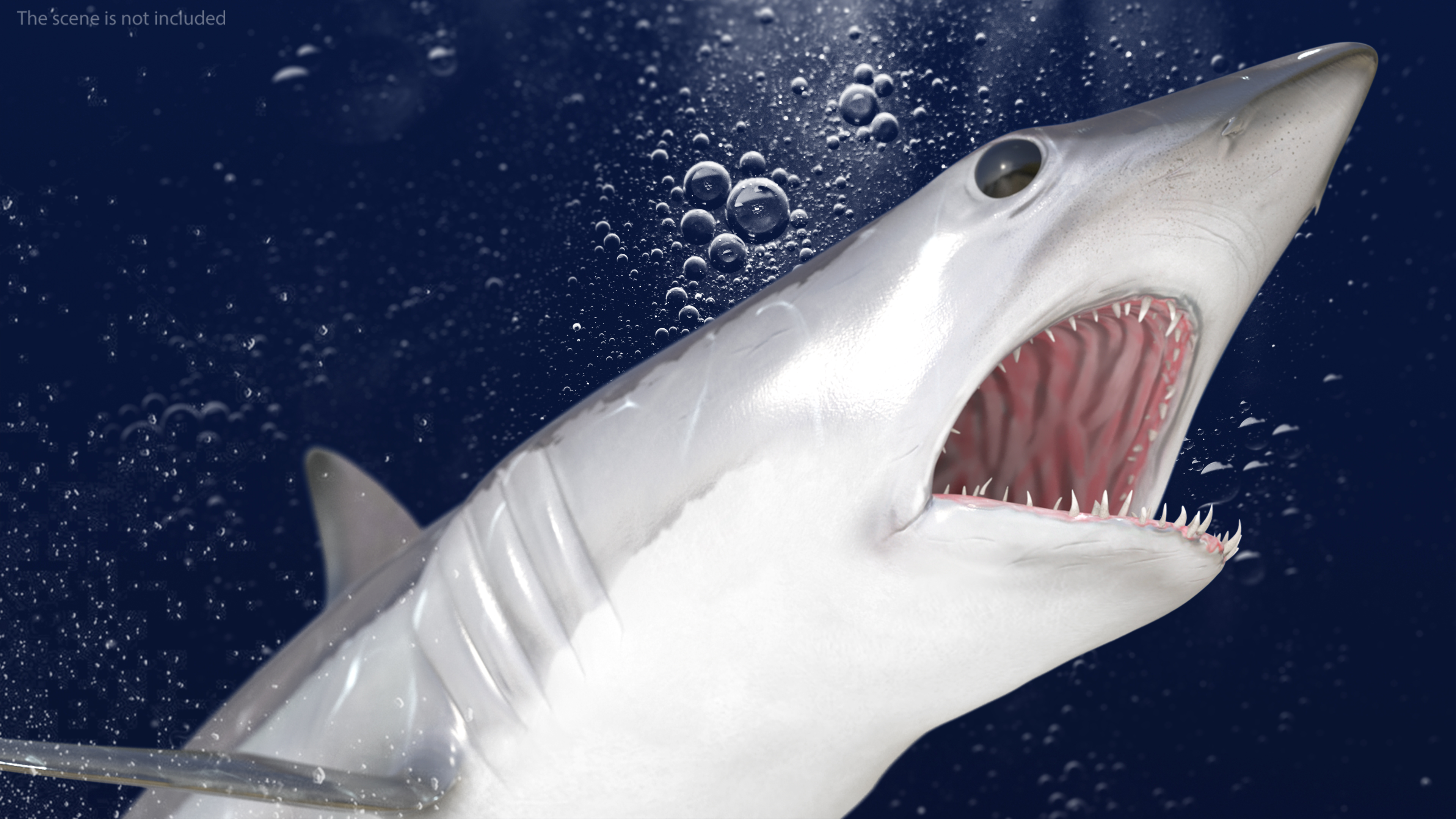 3D Realistic Shortfin Mako Shark Rigged