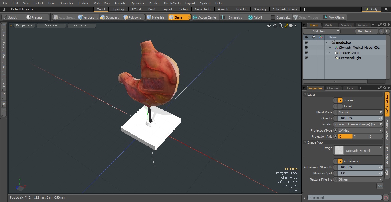 3D Stomach Medical Model