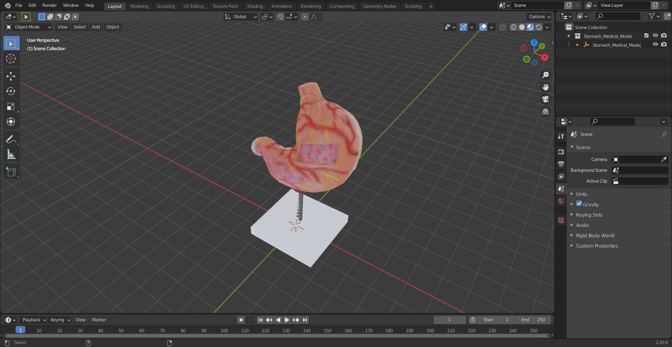 3D Stomach Medical Model