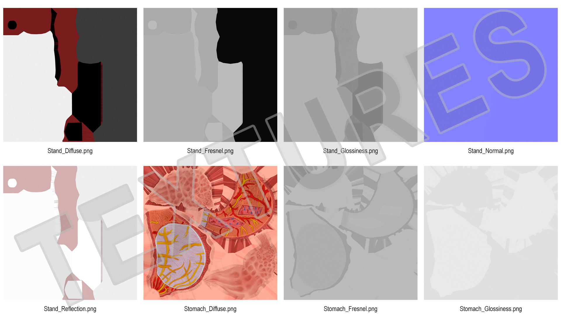 3D Stomach Medical Model