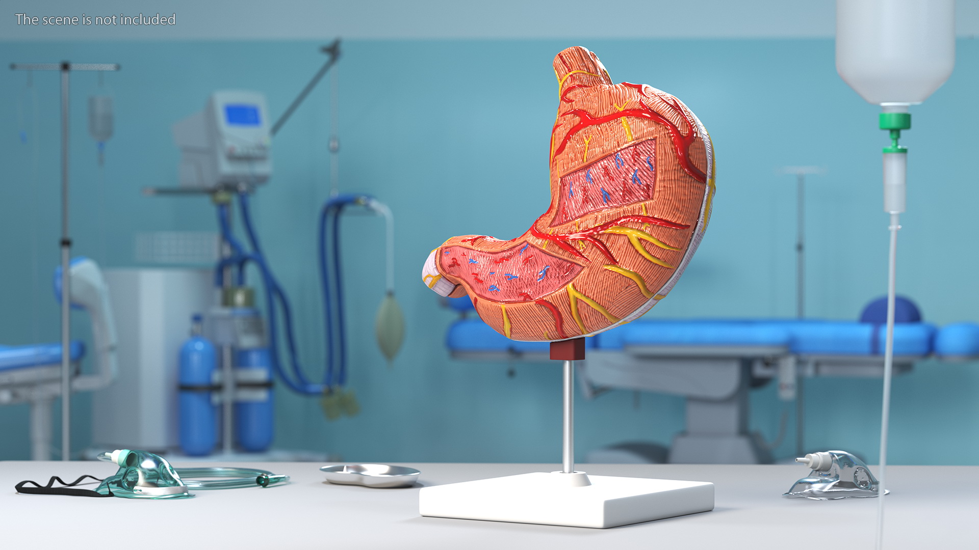 3D Stomach Medical Model