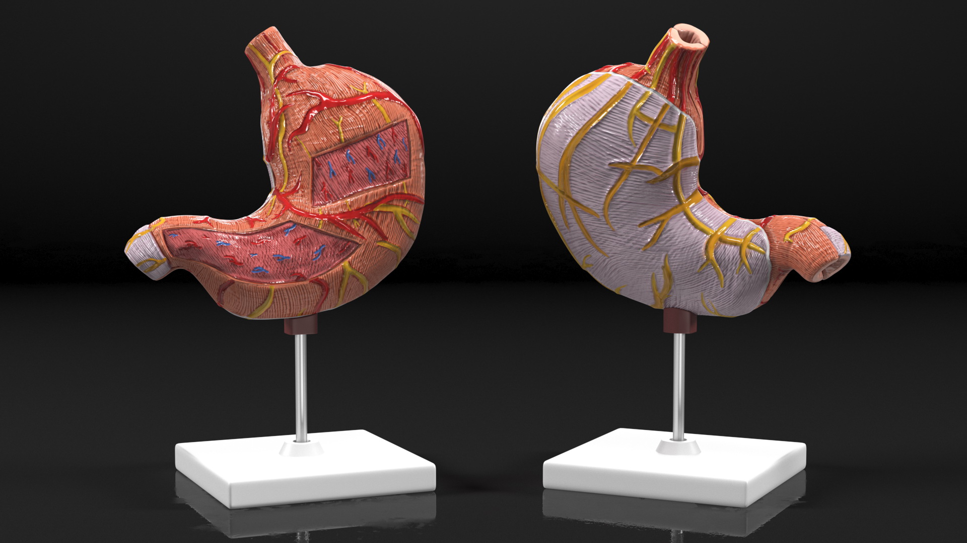 3D Stomach Medical Model