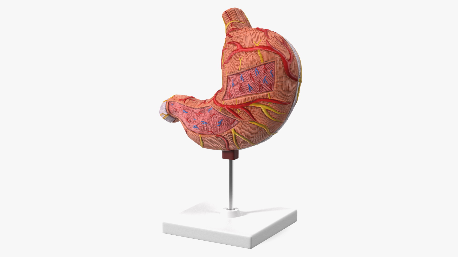 3D Stomach Medical Model