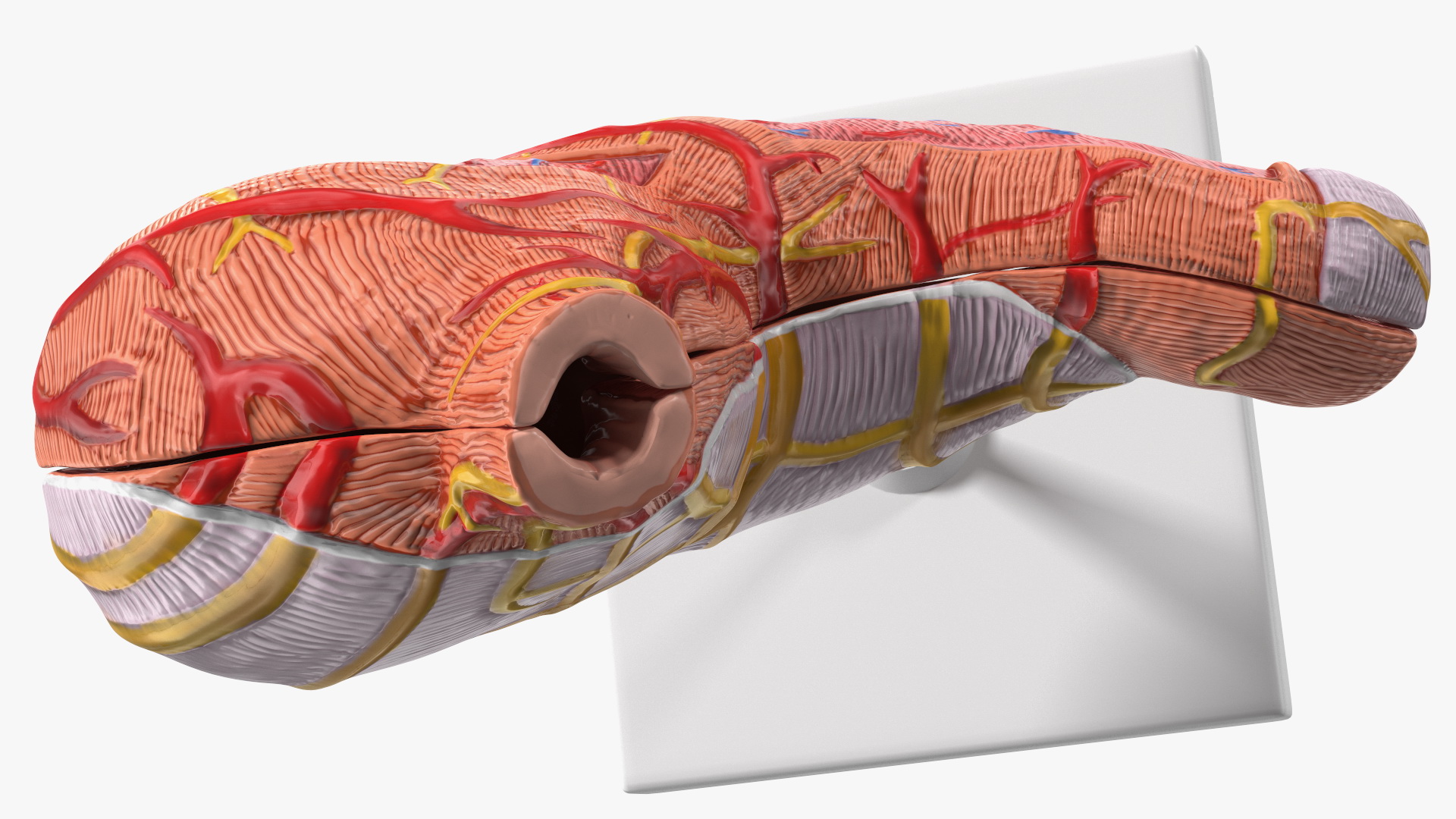 3D Stomach Medical Model