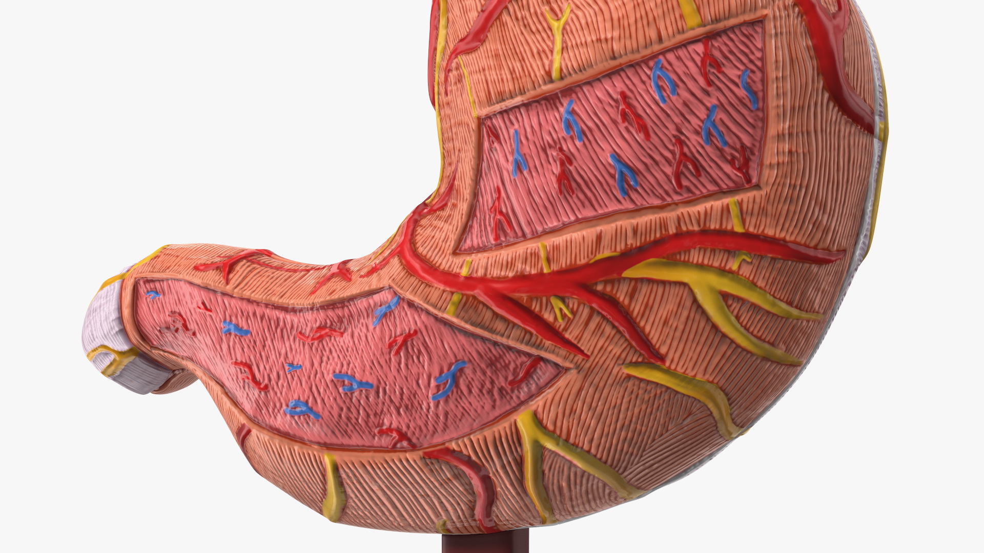 3D Stomach Medical Model