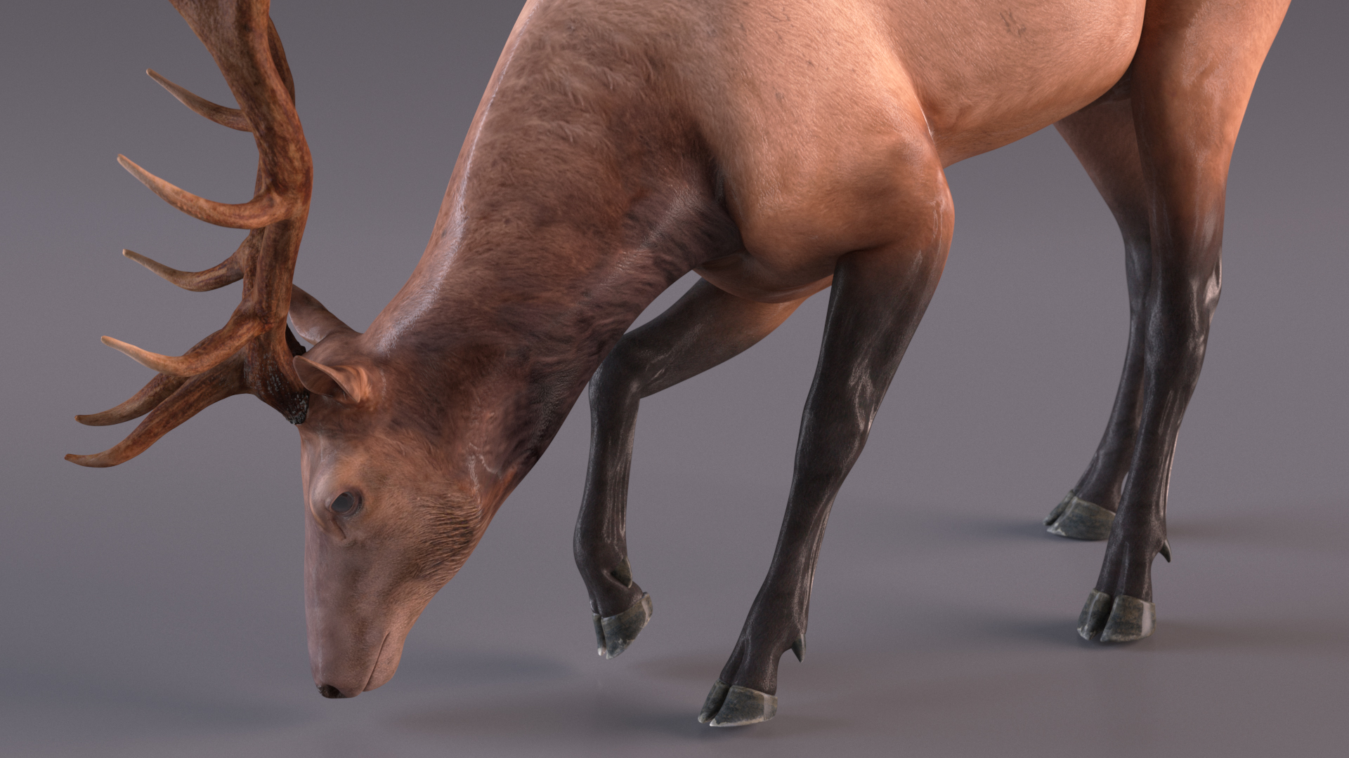 Cervus Canadensis 3D