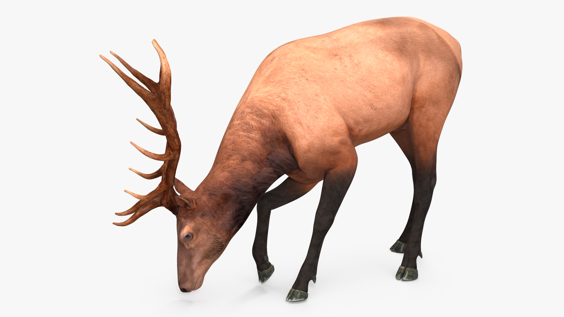 Cervus Canadensis 3D