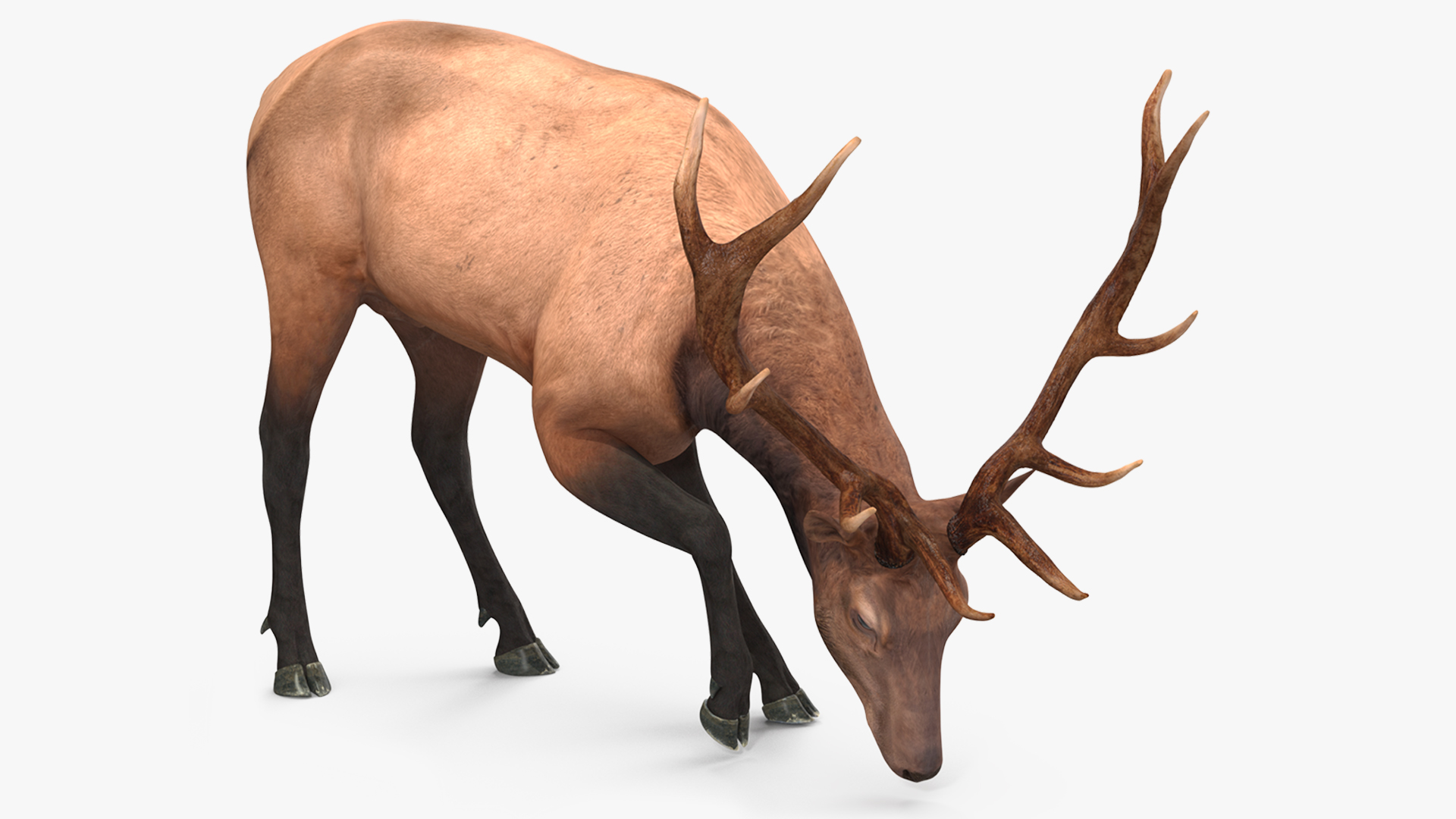 Cervus Canadensis 3D