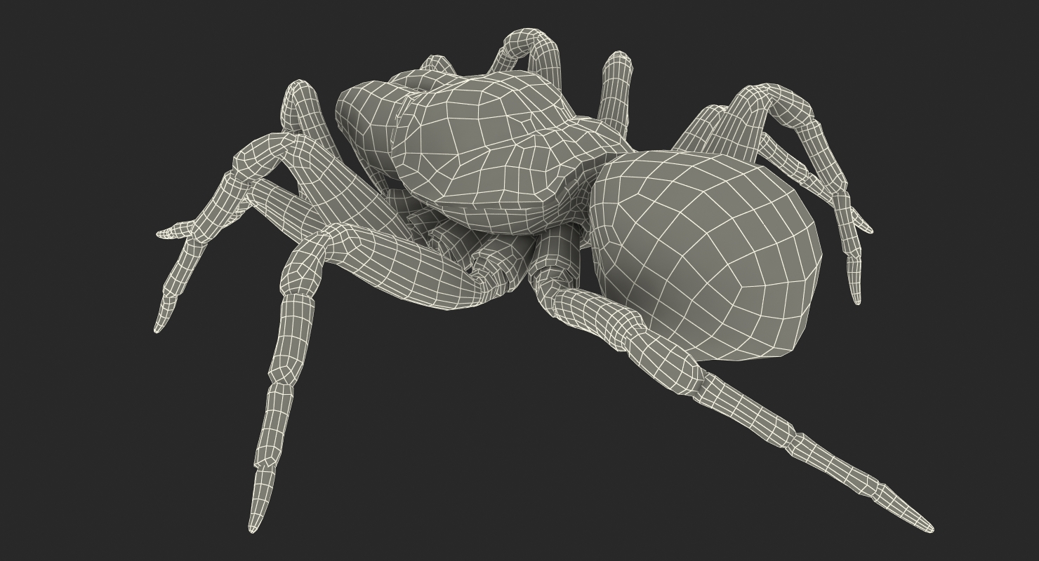 3D Missulena Spider