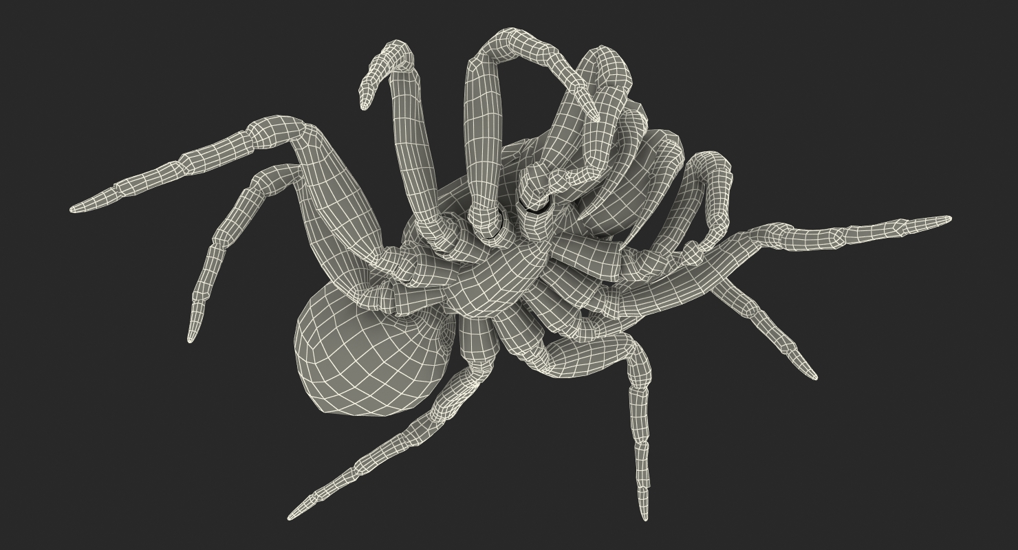 3D Missulena Spider