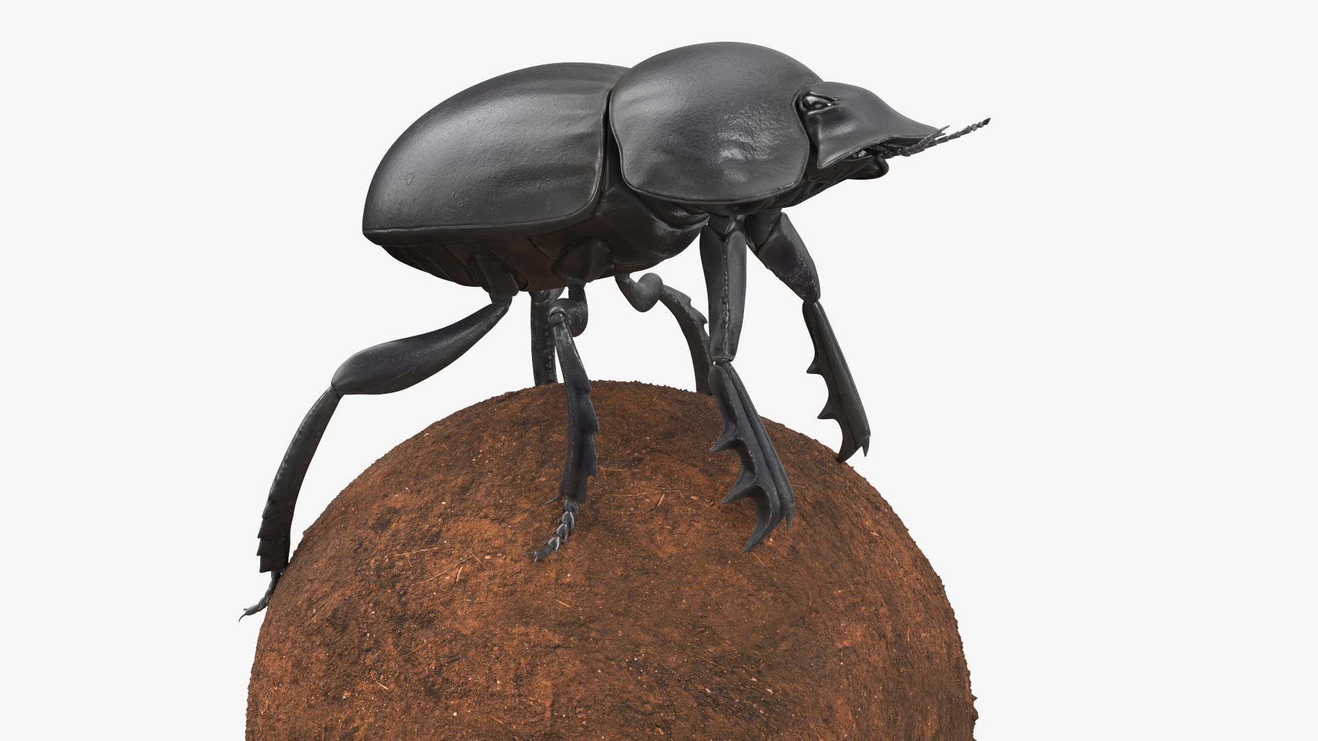 Dung Beetle on Dung Ball 3D model