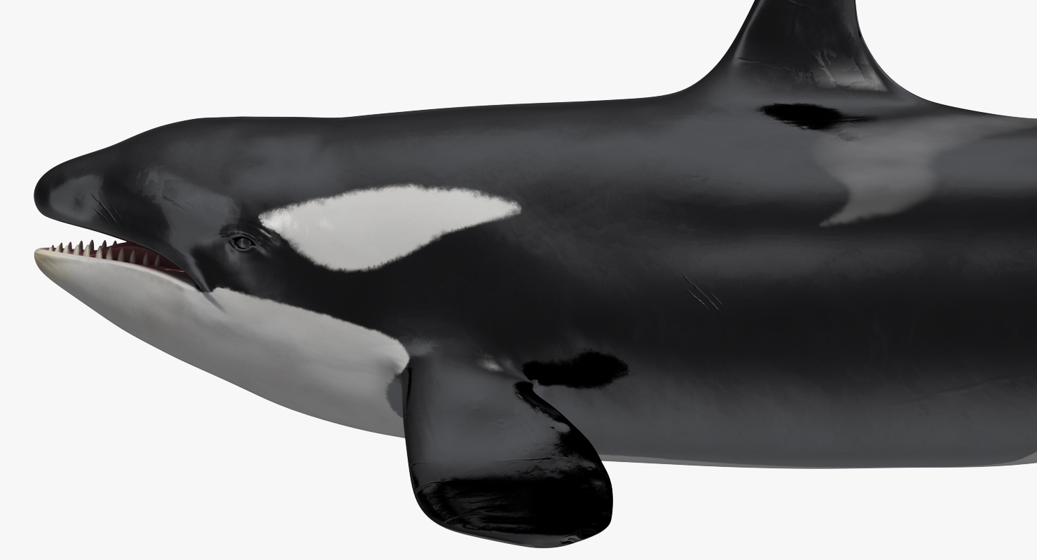 3D model Killer Whale Lies on the Floor