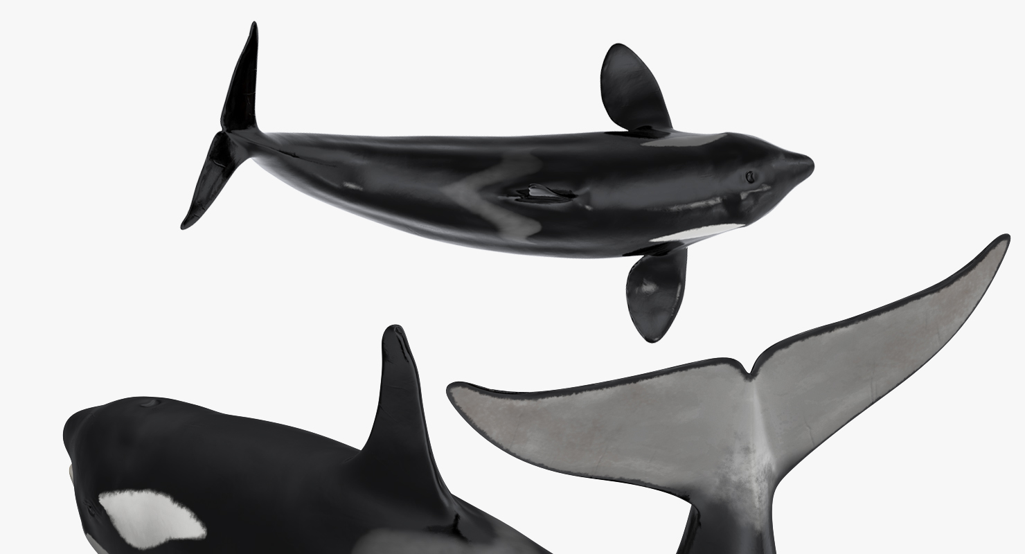 3D model Killer Whale Lies on the Floor