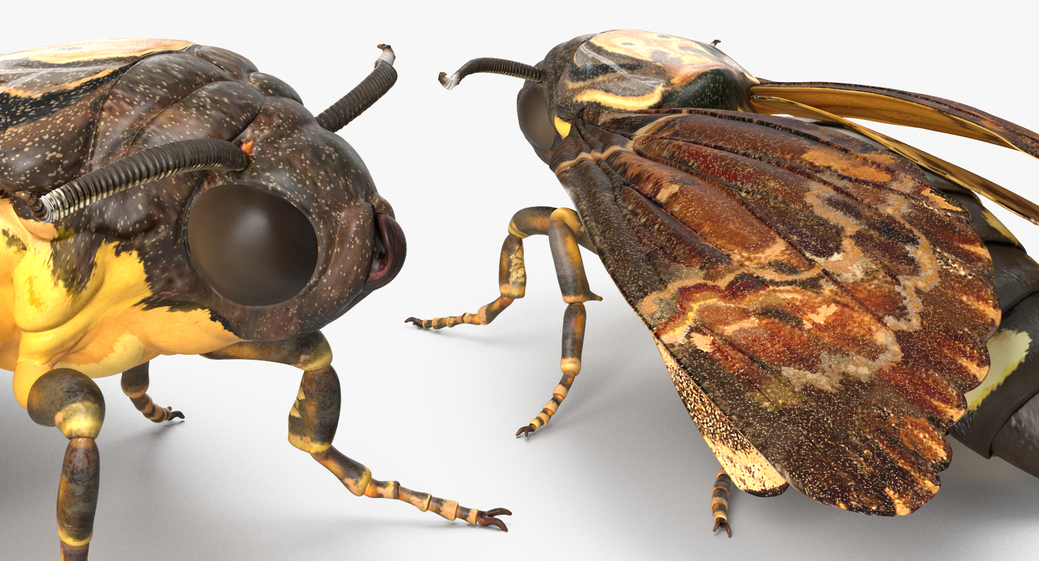 3D Acherontia Atropos model