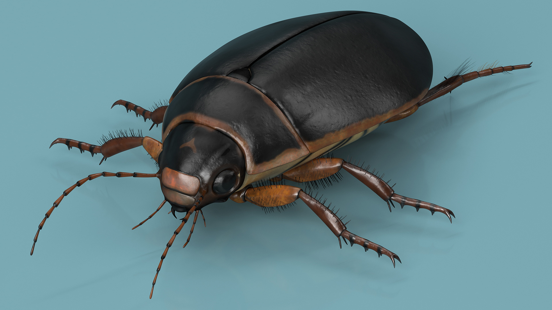 Squeak Beetle Black Realistic 3D model