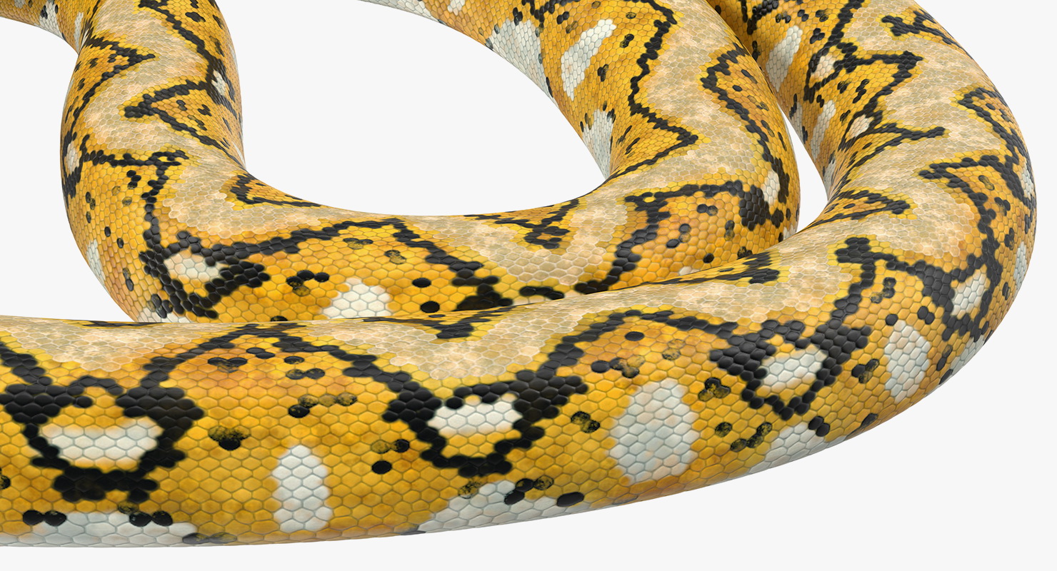 3D Yellow Python Snake Curled pose