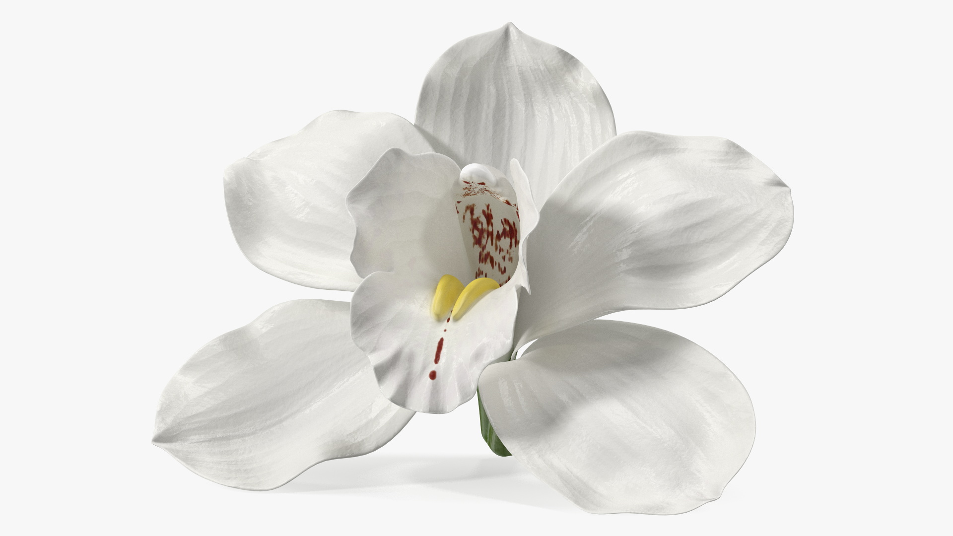 3D Hybrid Orchid Vanilla