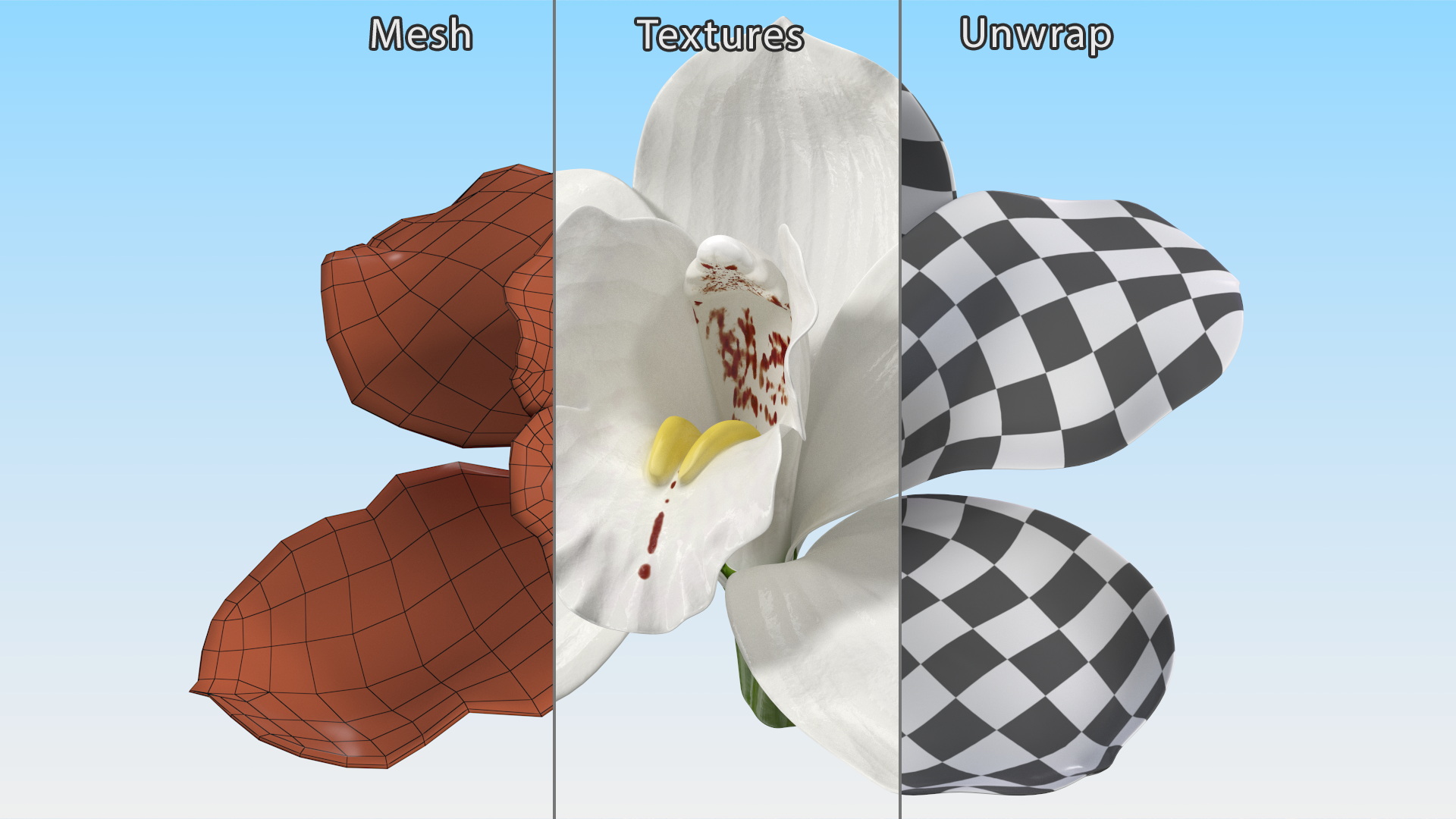 3D Hybrid Orchid Vanilla