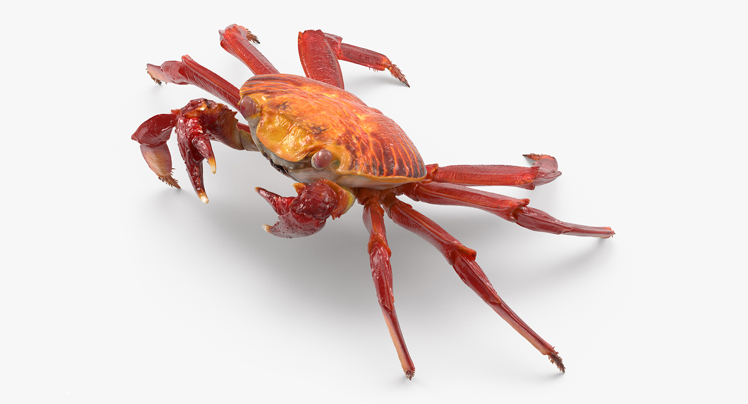 3D model Grapsus Grapsus Crab