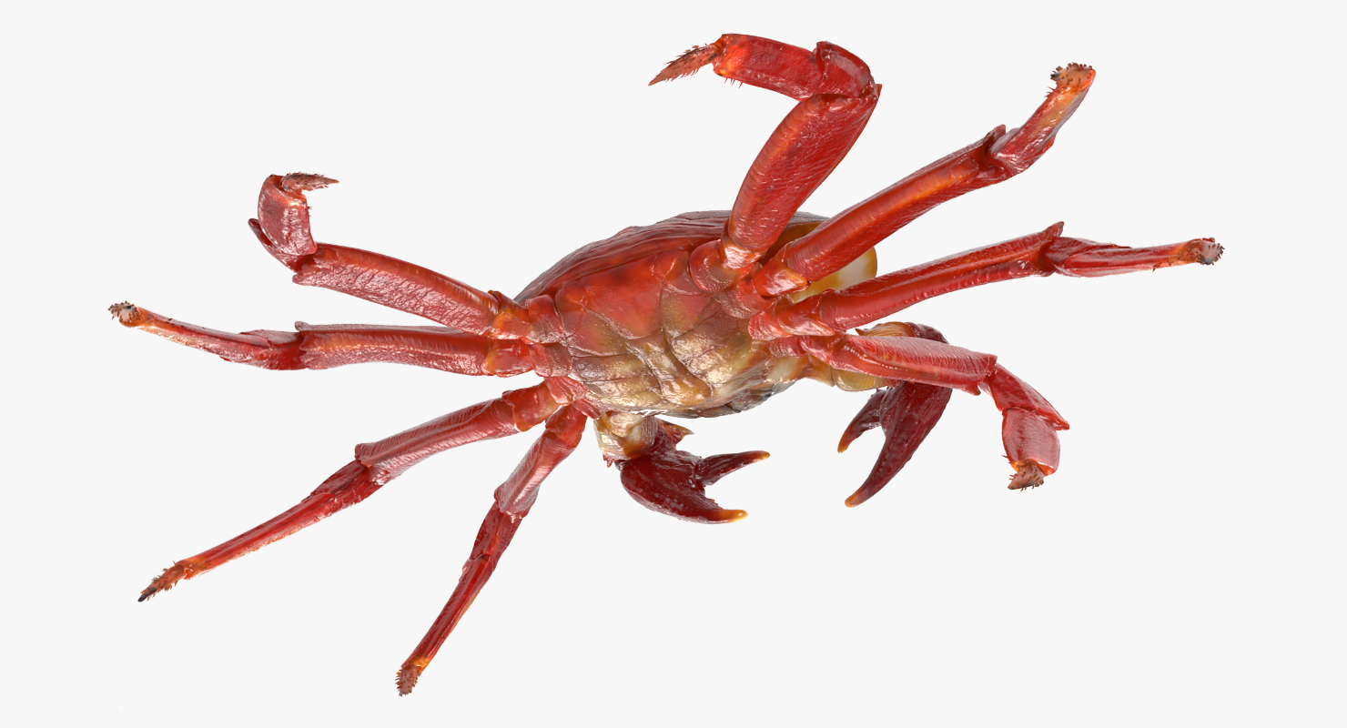 3D model Grapsus Grapsus Crab