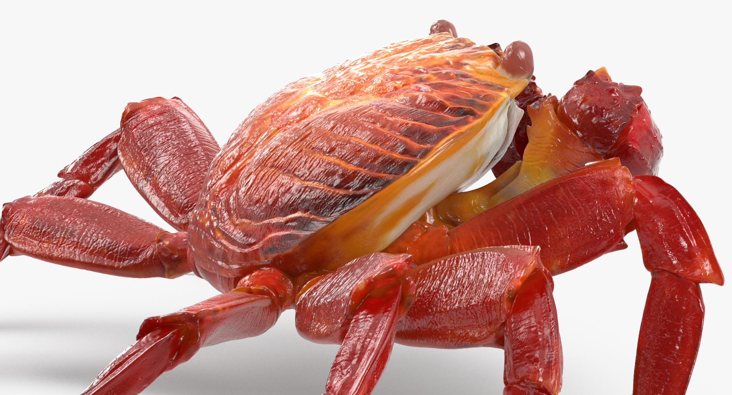 3D model Grapsus Grapsus Crab