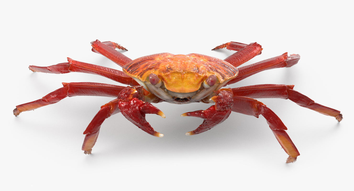 3D model Grapsus Grapsus Crab