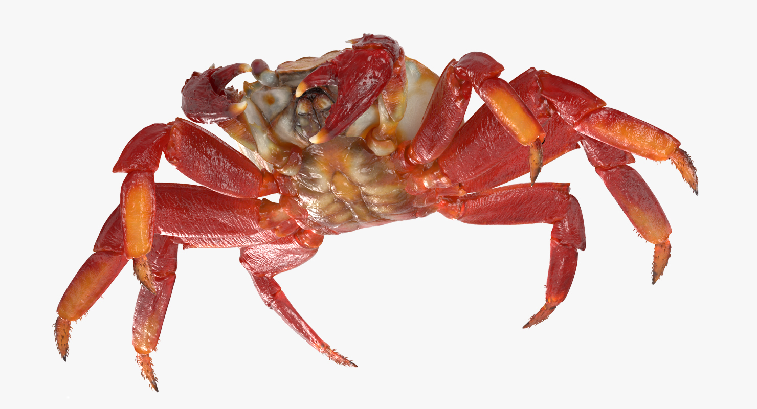 3D model Grapsus Grapsus Crab