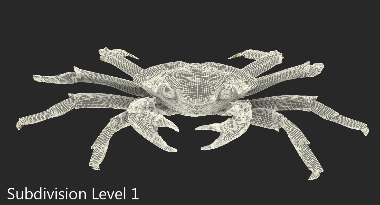 3D model Grapsus Grapsus Crab