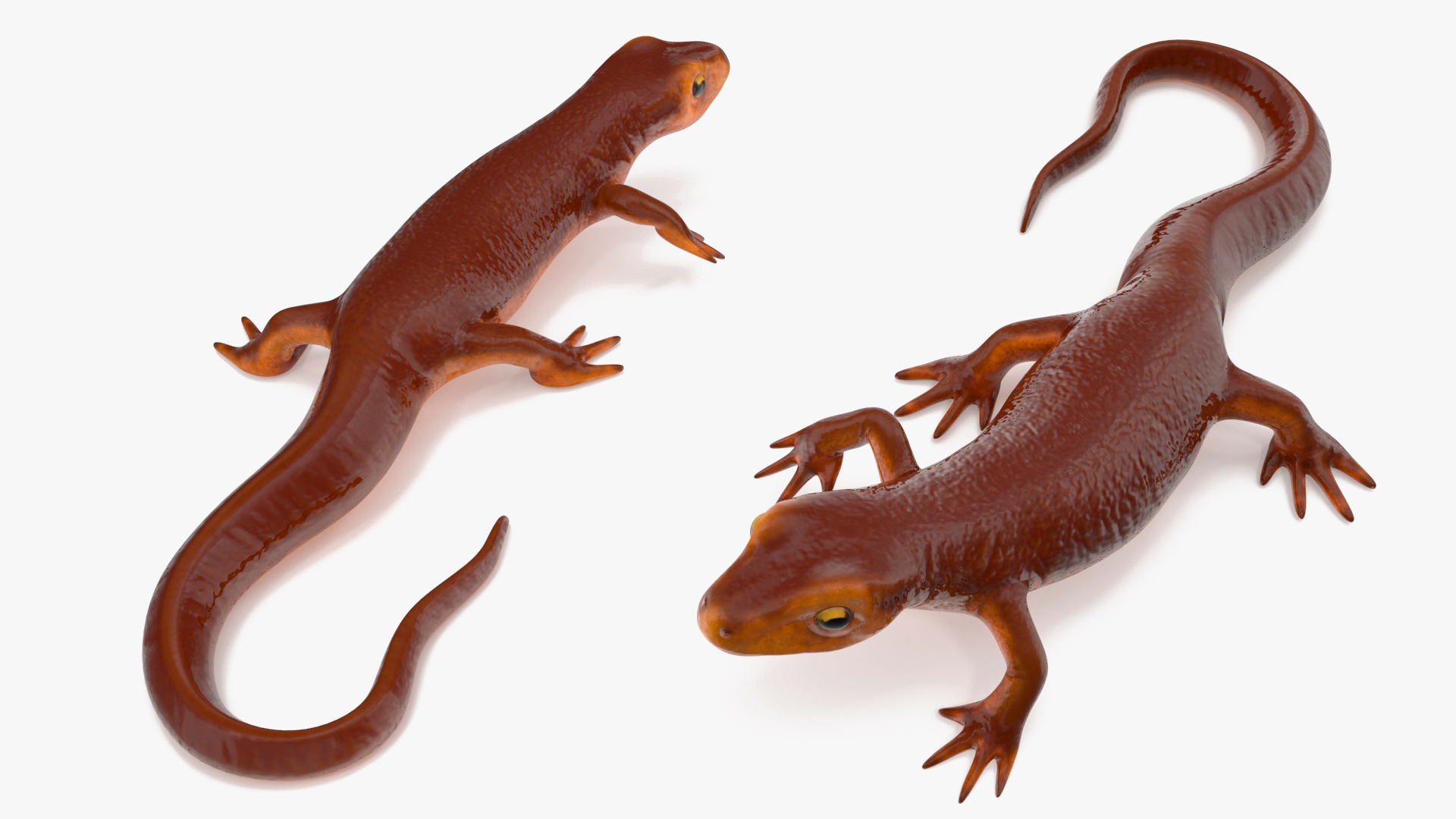 3D model Sierra Newt Crawling Pose