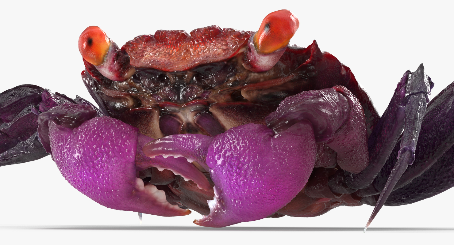 3D model Purple Vampire Crab Geosesarma