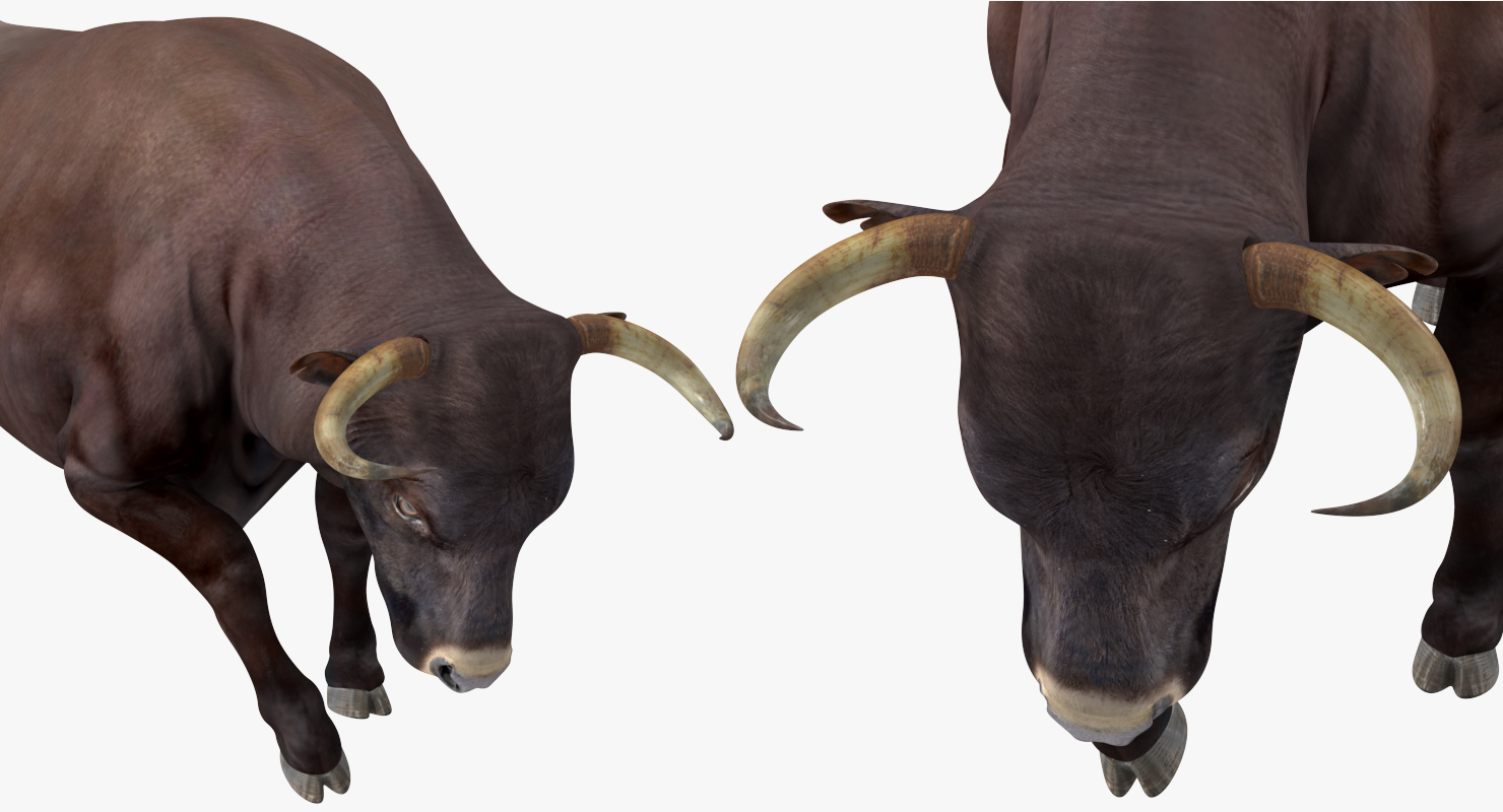 Bull Attacking Pose 3D model