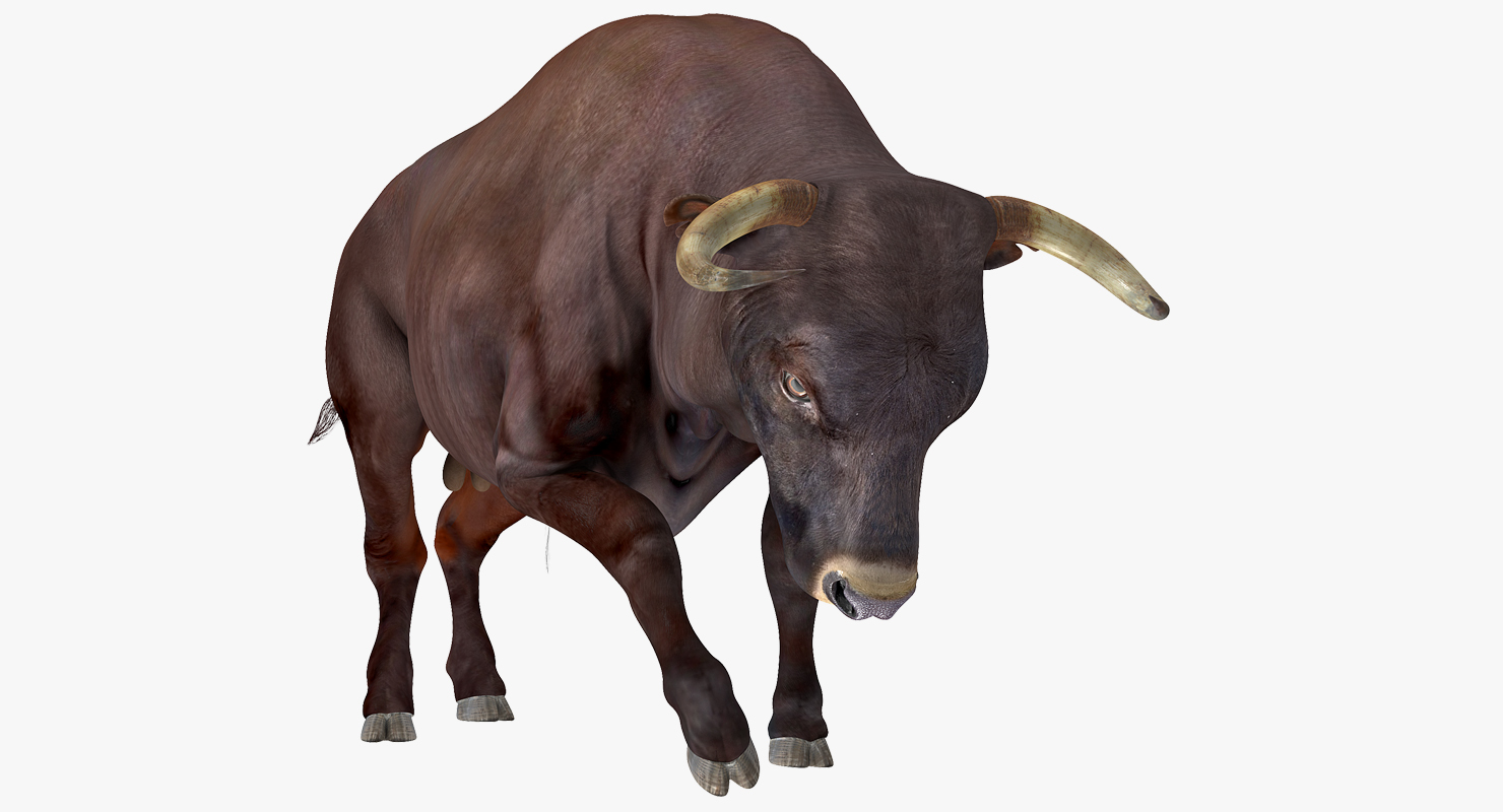 Bull Attacking Pose 3D model