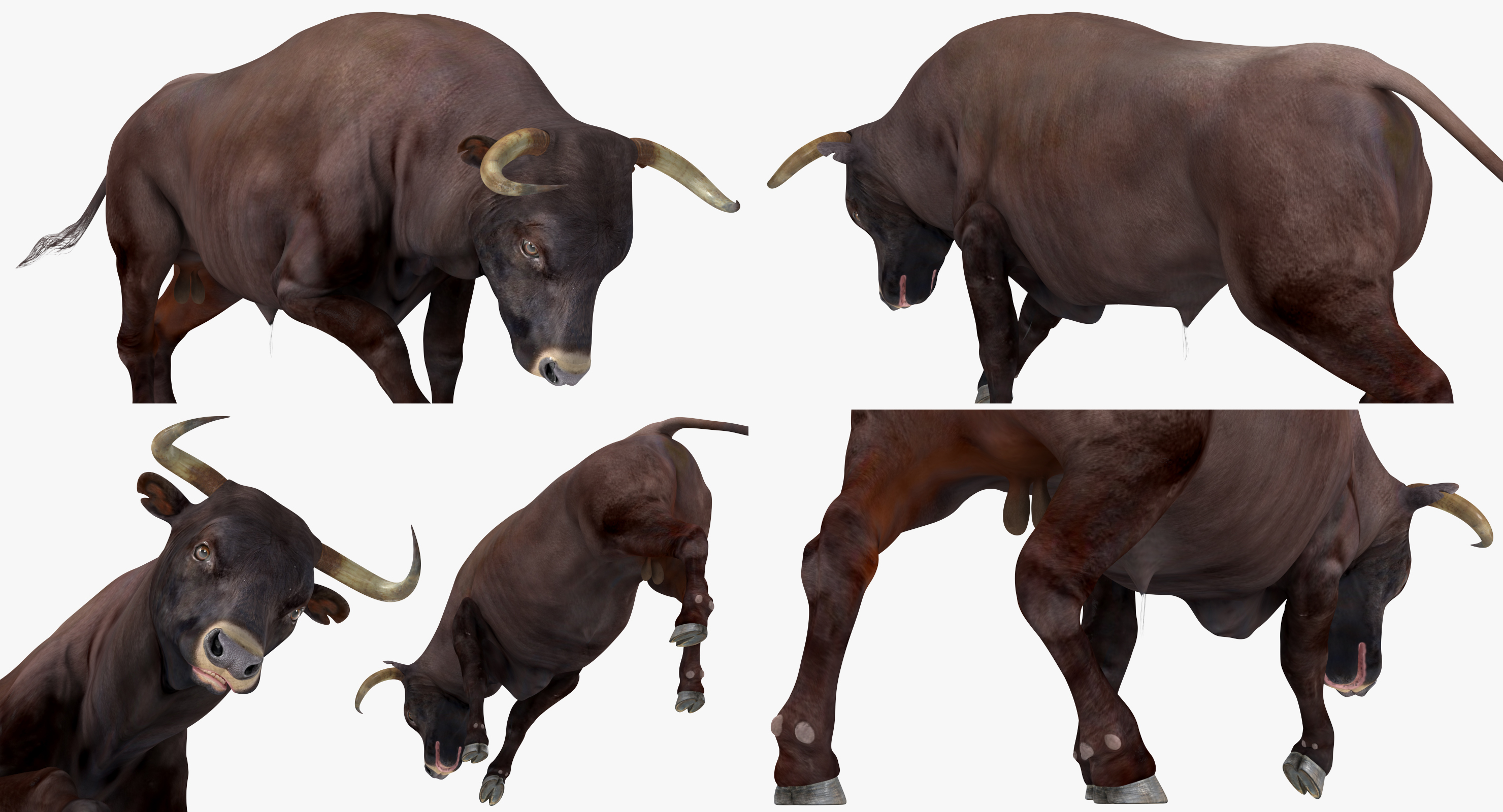 Bull Attacking Pose 3D model